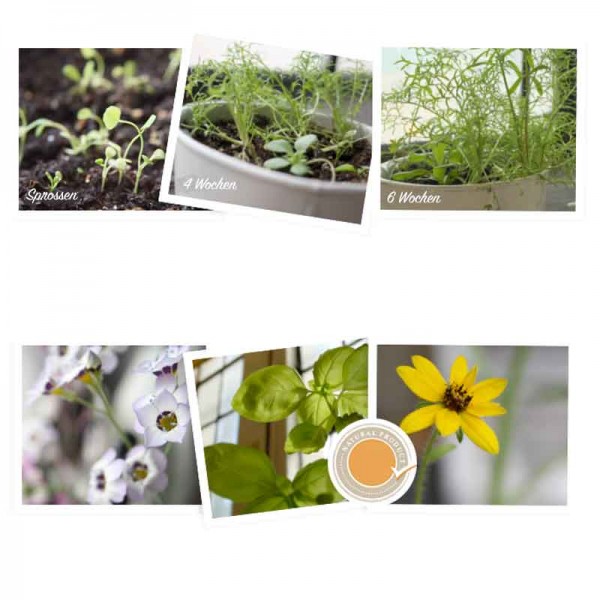 anleitung-bluehendes-konfetti-saatgutkonfetti