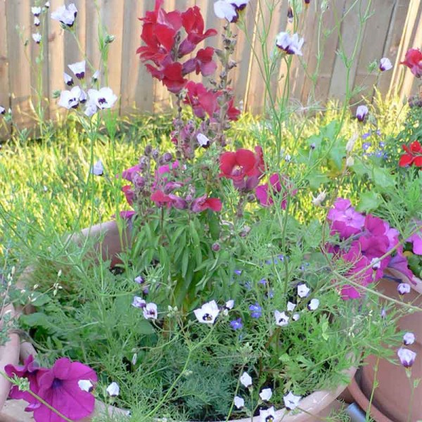 bluehendes_Konfetti_samen_blumen_confetti